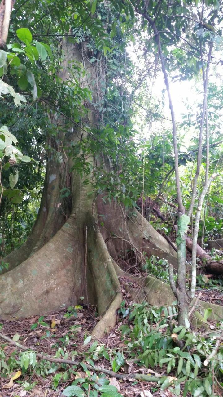 Panama Eco Resort Tierra Oscura Extérieur photo